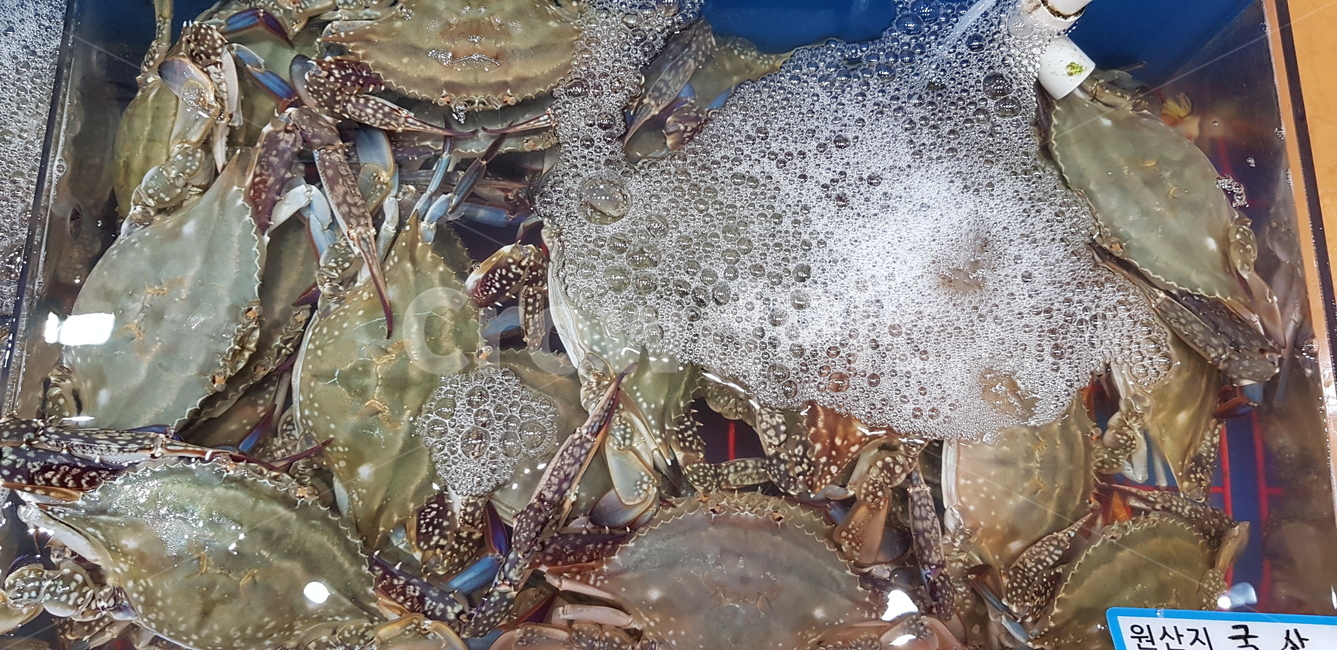 꽃게,국내산,수산시장,해산물,crab,게,food,해물,seafood,fresh,신선한,수산물,해산물,fishery products,seafood