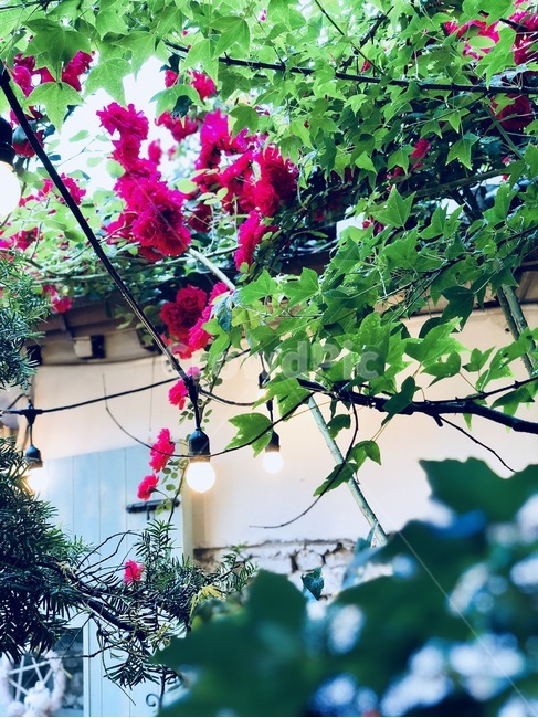 익선동,비,장미,꽃,전구,불빛,식물,자연,plants,nature,꽃,flower