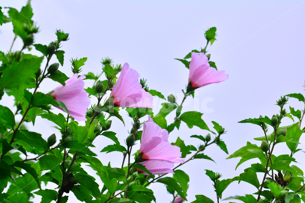 무궁화,나라꽃,우리나라꽃,국화,nationalflower,mugunghwa,roseofsharon,hibiscus,plant,blossom,flowers,꽃,식물,나무꽃,분홍색,핑크색,여름꽃,아름다움,꽃잎,꽃송이,잎사귀,배경,바탕,백그라운드,background