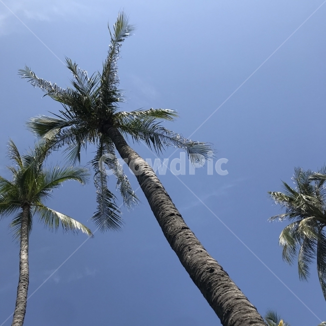 야자수,여행,휴양,베트남,무이네,휴식,해외,외국,세계,foreign,oversea,world,식물,자연,plants,nature,나무,trees,wood