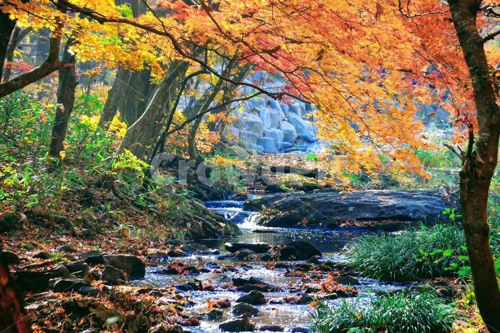 전북고창,선운사,도솔천,가을,풍경,가을,계절,fall,autumn,season,자연,풍경,nature,landscape,water,물,tree,나무,plant,식물,outdoors,옥외