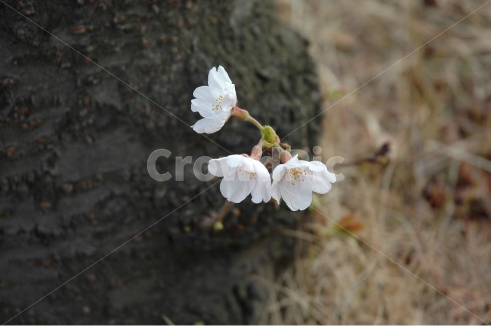 벚꽃,생명력,cherryblossom,꽃,분홍벚꽃,봄,계절,spring,season,식물,자연,plants,nature,꽃,flower,plant,blossom