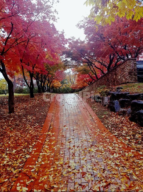 단풍길,단풍,길,나무길,maple,tree,나무,plant,식물,leaf,잎,가을,낙엽길,낙엽