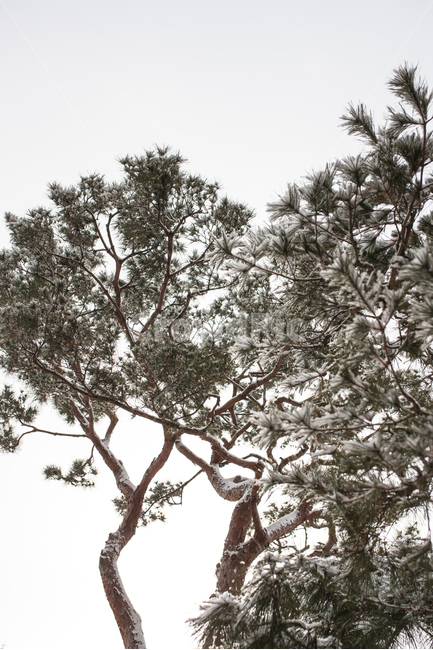 겨울,눈,나무,소나무,snow,겨울,계절,winter,season,식물,자연,plants,nature,나무,trees,wood