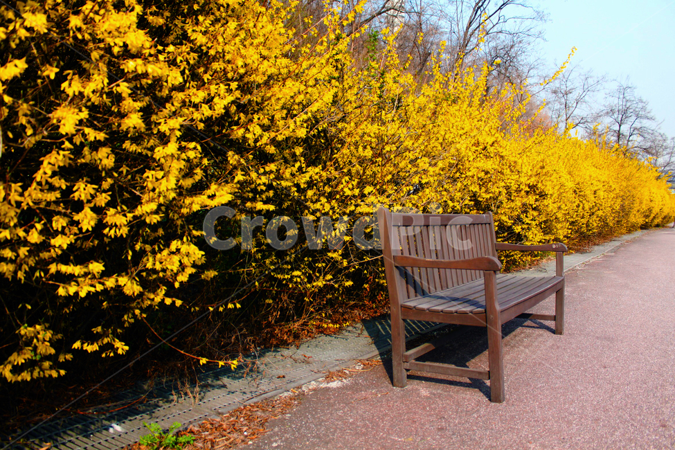 꽃,의자,길,노랑,공원,봄,계절,spring,season,furniture,가구,tree,나무,plant,식물