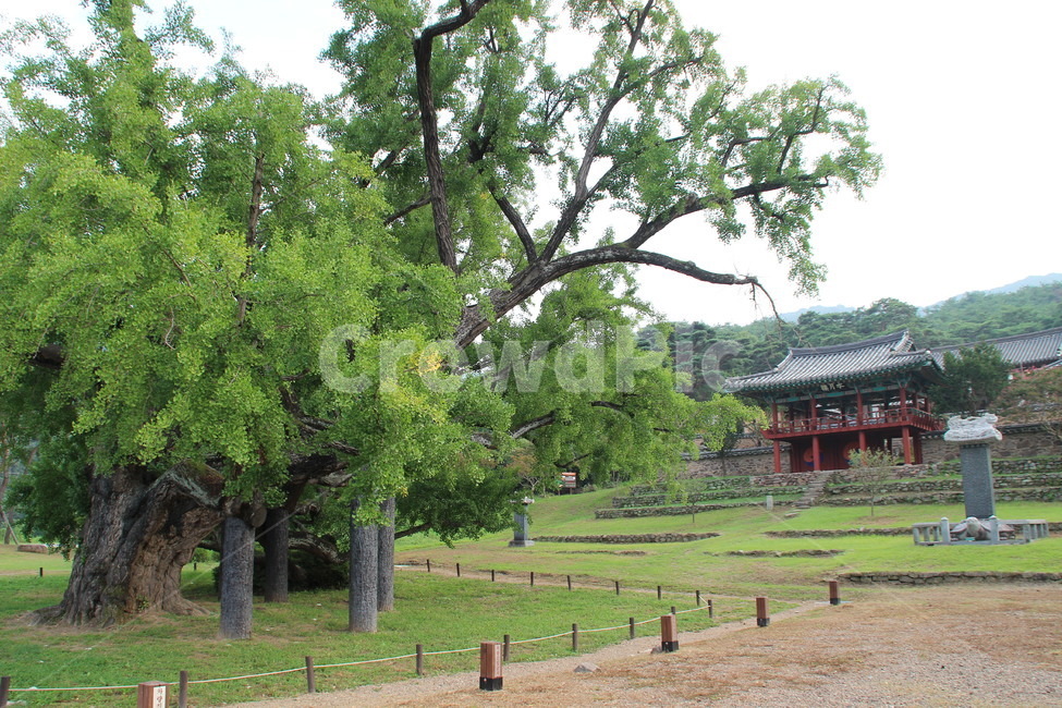 도동서원,건축,서원,은행나무,dodong,architecture,confucianacademy,ginkgo,한국전통,한국문화,korean traditional,korean culture,식물,자연,plants,nature,나무,trees,wood