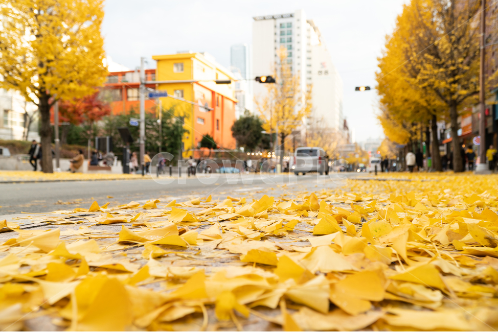 가을,단풍,길거리,도로,신호등,나뭇잎,단풍잎,가을,계절,fall,autumn,season,도시,풍경,city,landscape,한국도시풍경,한국도시경관,korea cityscape,plant,식물,leaf,잎
