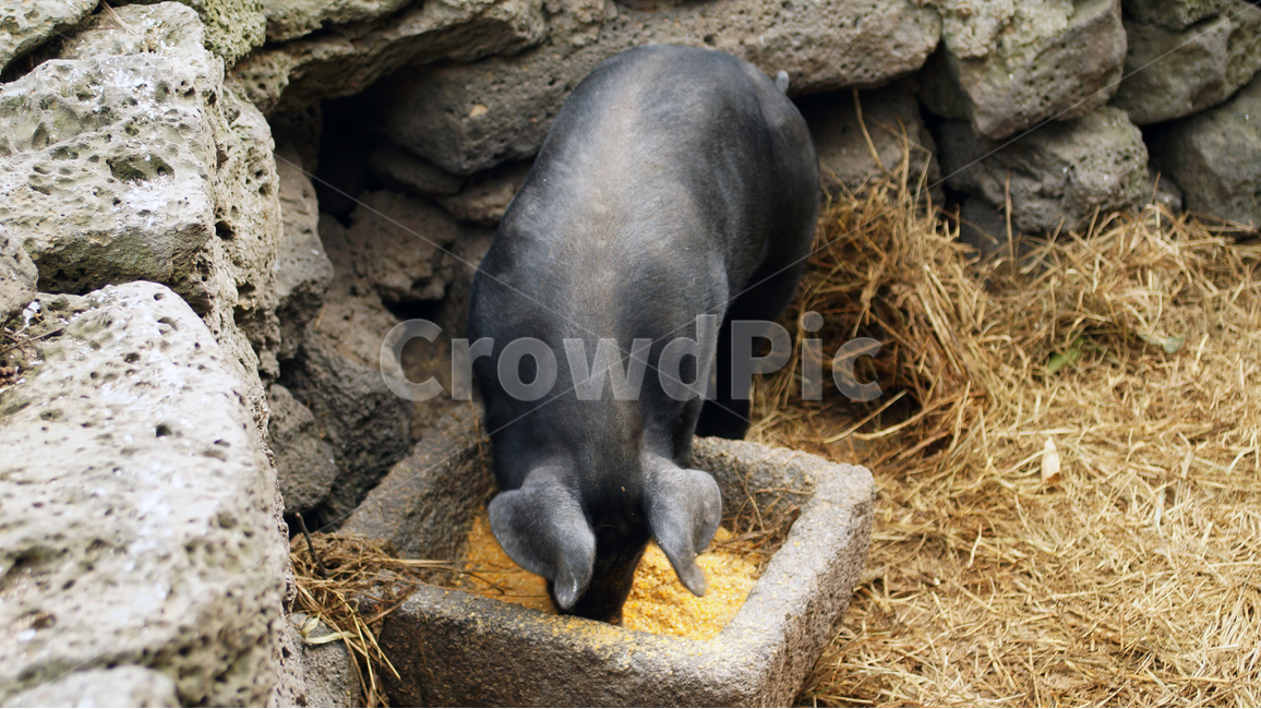 흑돼지,제주도,여행,돼지,제주,동물,animal,포유류,mammal,산업,industry,industrial,목축업,목장,livestock farming,ranching,pasture