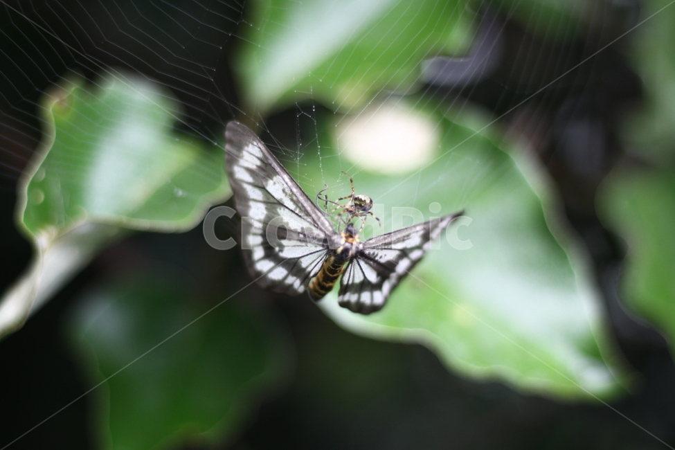 나비,자연,그린,여름,초록,곤충,벌레,insect,bug