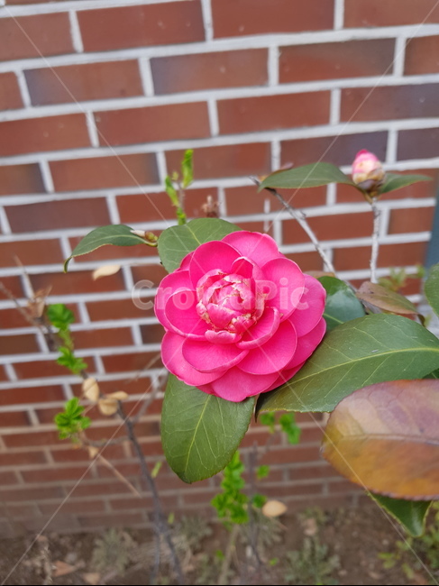 꽃,봄,동백꽃,분홍꽃,봄꽃,식물,자연,plants,nature,꽃,flower