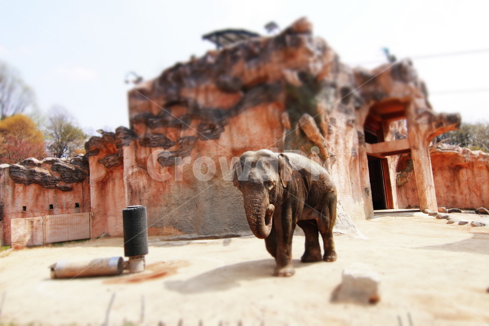 코끼리,동물원,동물,야생,포유류,mammal,animal,wildlife,야생동물,elephant
