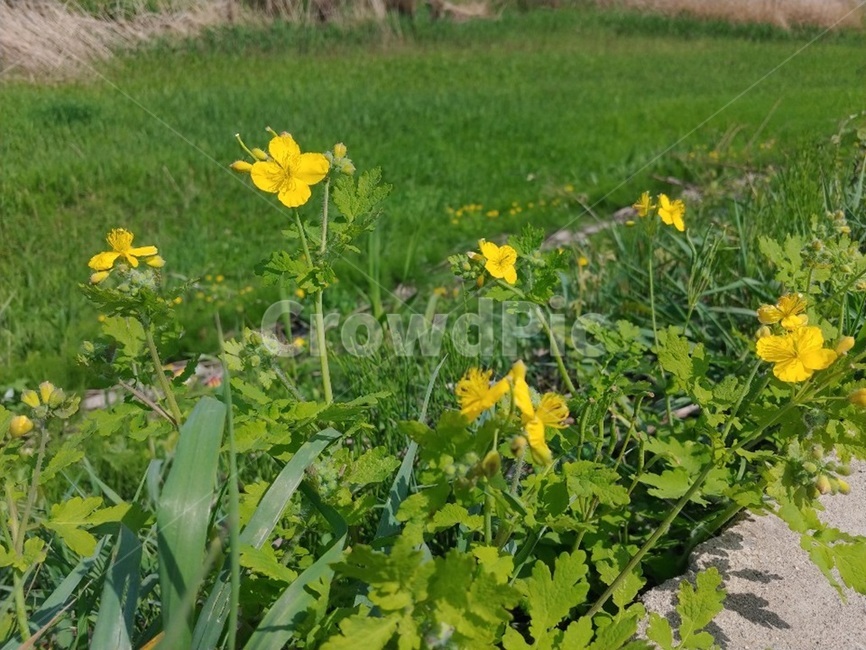 꽃,flower,plant,풀,들꽃,야생화,wildflower,봄꽃,봄