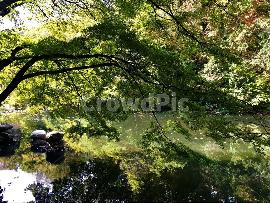 계곡,수천,나무,green,잔잔,자연,자연,풍경,nature,landscape,water,물,tree,plant,식물,outdoors,옥외