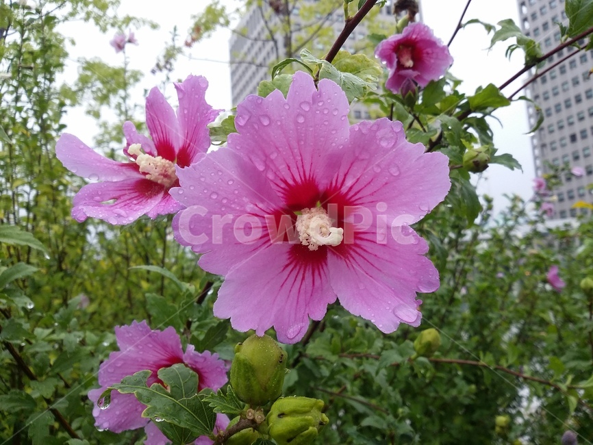 무궁화꽃,식물,flower,꽃,plant,무궁화,식물,자연,plants,nature,꽃,flower