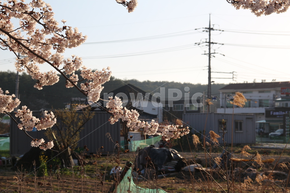 꽃,벚꽃,경포대,한국,봄,여름,하늘,푸른,시골,데이트