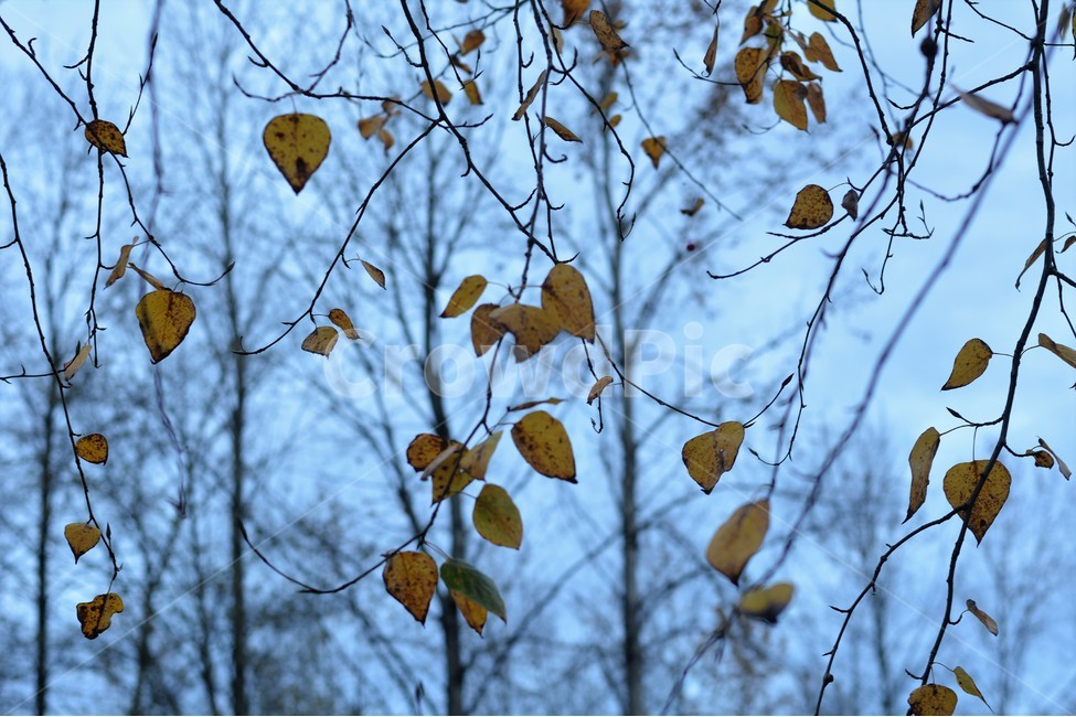 단풍,나무,잎,가을,저녁,식물,자연,plants,nature