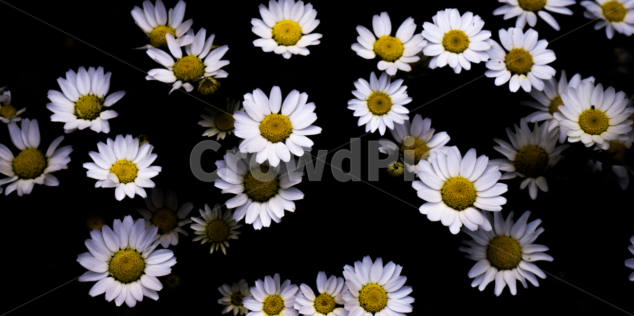 plant,daisy,식물,flower,daisies,데이지,blossom,꽃,식물,자연,plants,nature,꽃,flower