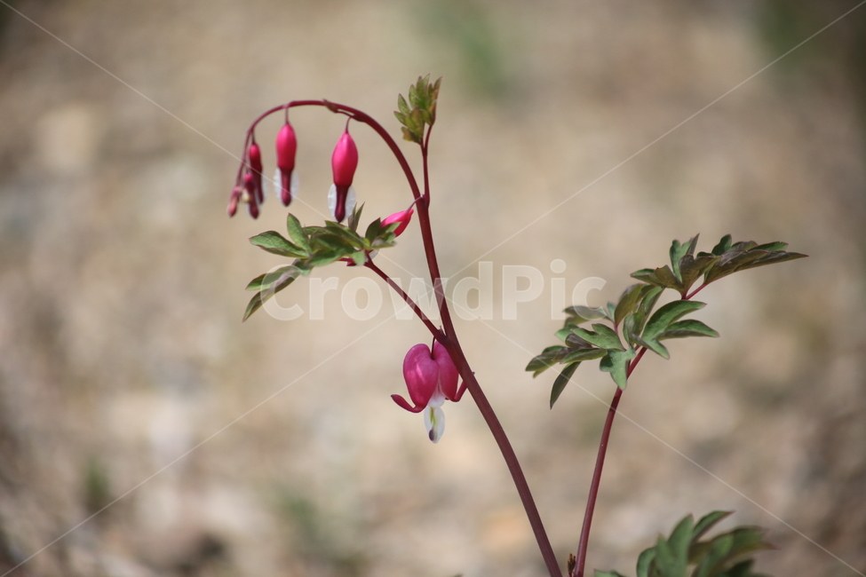 금낭화,꽃,며느리주머니,근망근,bleedingheart