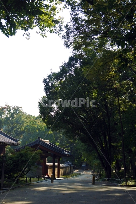 종묘,한옥,숲,노을,세계유산,신비,몽환,운치,자연,풍경,nature,landscape,한국자연풍경,한국자연경관,korea nature landscape,outdoors,옥외