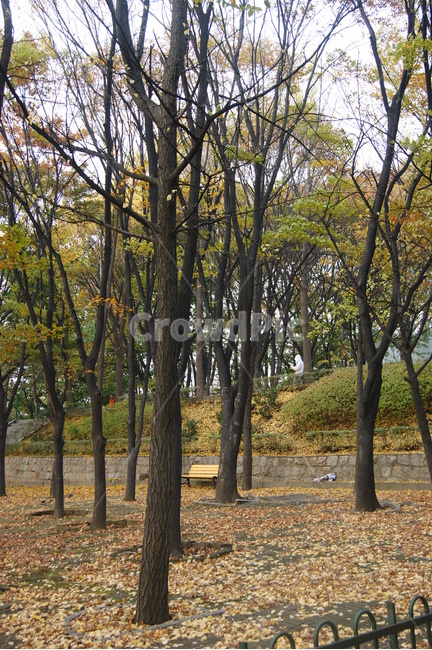 자연,풍경,landscape,nature,휴식,rest,season,은행,은행잎,가을,나무,숲길,산책,산책로,남산,namsan