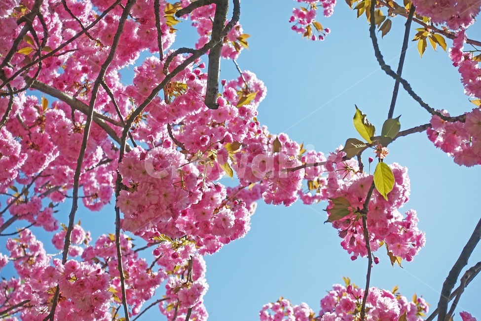 벚꽃,cherryblossom,꽃,분홍색,분홍,pink,tree,flower,spring,봄