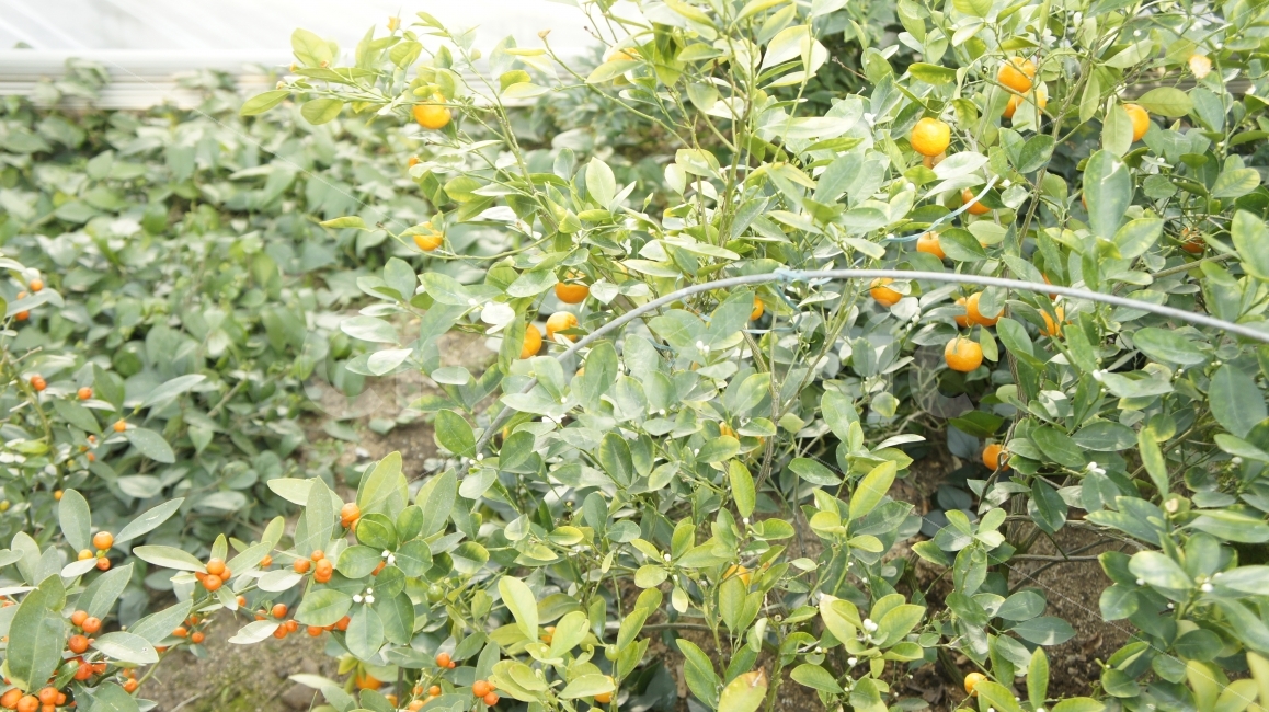 수목원,꽃,여행,안동,산책,식물,과일,귤,식물,자연,plants,nature