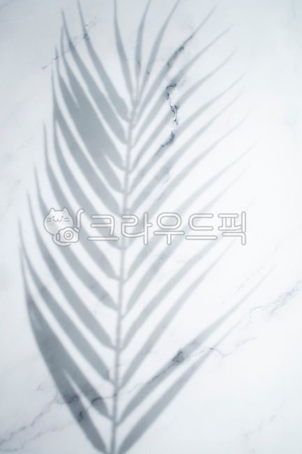 shadow,natural,shape,nature,tree,Shadow,vegetation,frond,abstract,leaf,White space,summer,tropical,palm tree,background,copy space,plant,silhouette