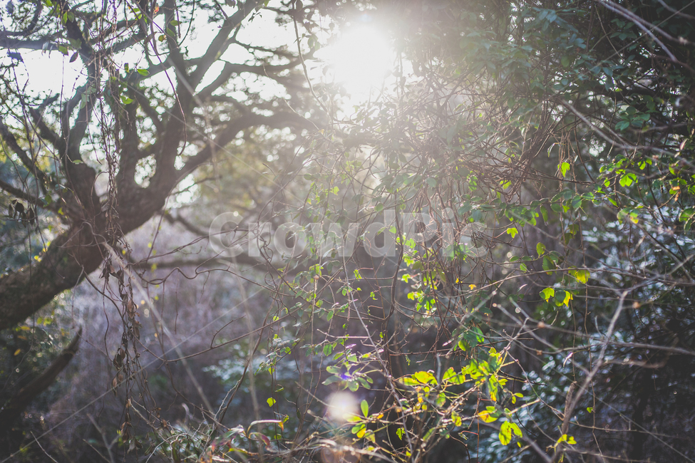 빛,숲,비자림,제주,빛내림,초록,나무,식물,자연,plants,nature,휴식,힐링,rest,relaxation,healing