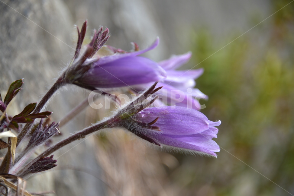 할미꽃,koreanpasqueflower,노고초,백두옹,봄꽃,야생화,식물,자연,plants,nature,꽃,flower