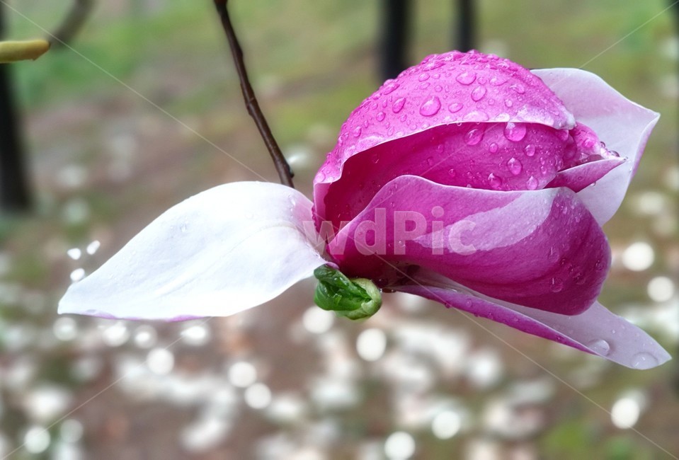 목련,자목련,plant,꽃,magnolia