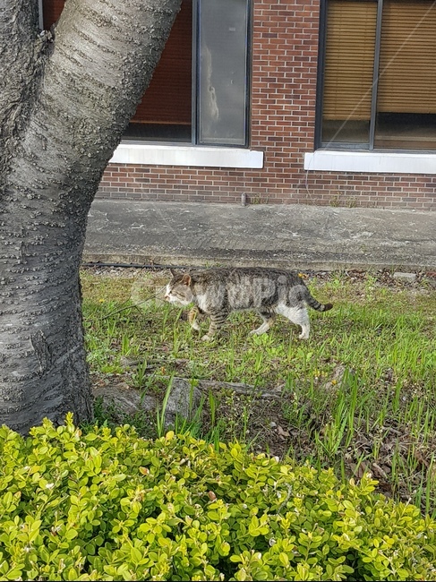 고양이,풀밭,길고양이,도둑고양이풀,자연,동물,animal,포유류,mammal,고양이,cat,kitten,kitty
