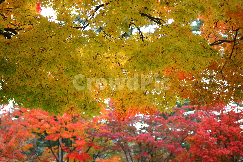 나무,단풍,단풍나무,식물,가을,자연,가을,계절,fall,autumn,season,식물,자연,plants,nature,leaf,잎,plant,tree,maple