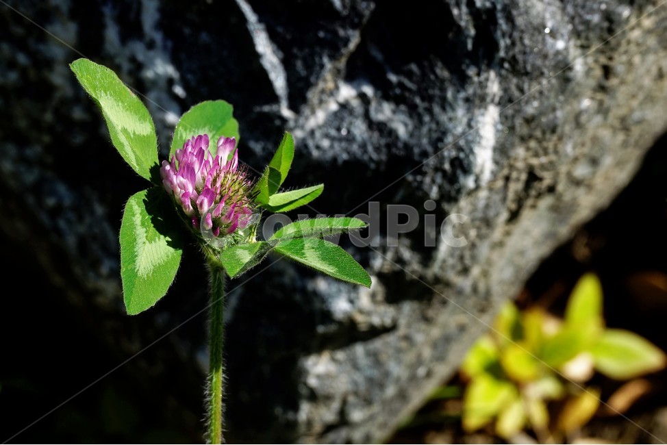 토기풀,붉은토끼풀,귀화식물,풀,클로버,crimsonclover,grass,green,nature,plant
