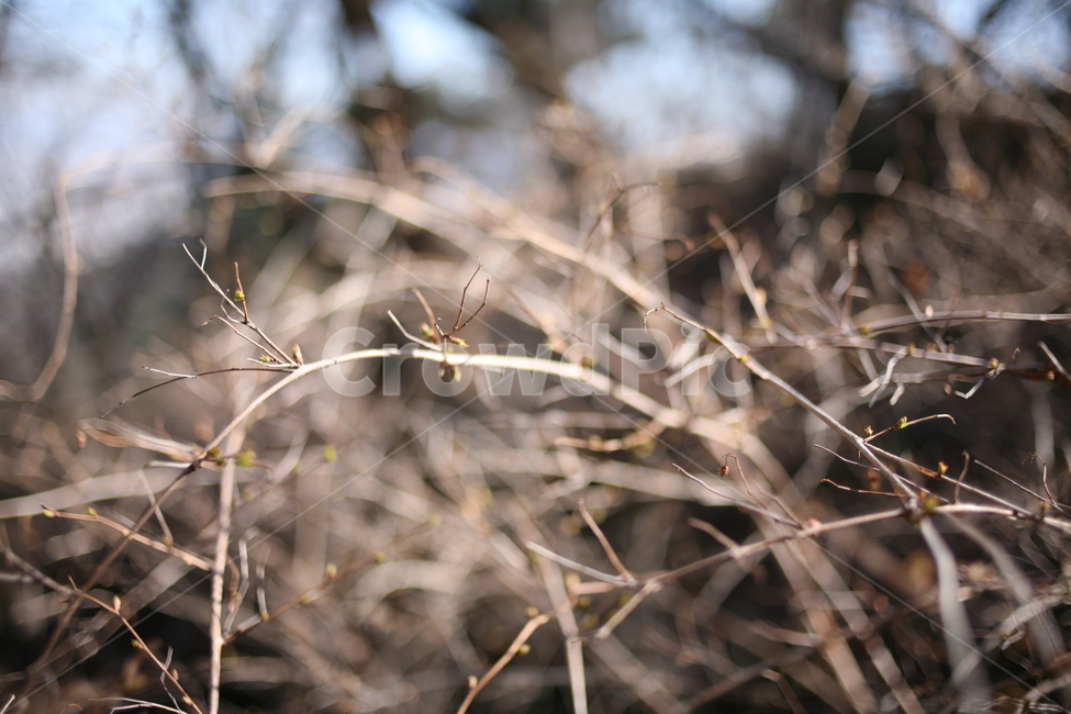 나무,낙엽,풍경,숲,산,북한산,mountain,tree,forest