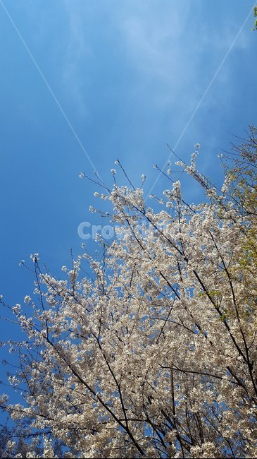 벚꽃,벚나무,벚꽃나무,봄꽃,cherryblossom,봄,계절,spring,season,plant,식물