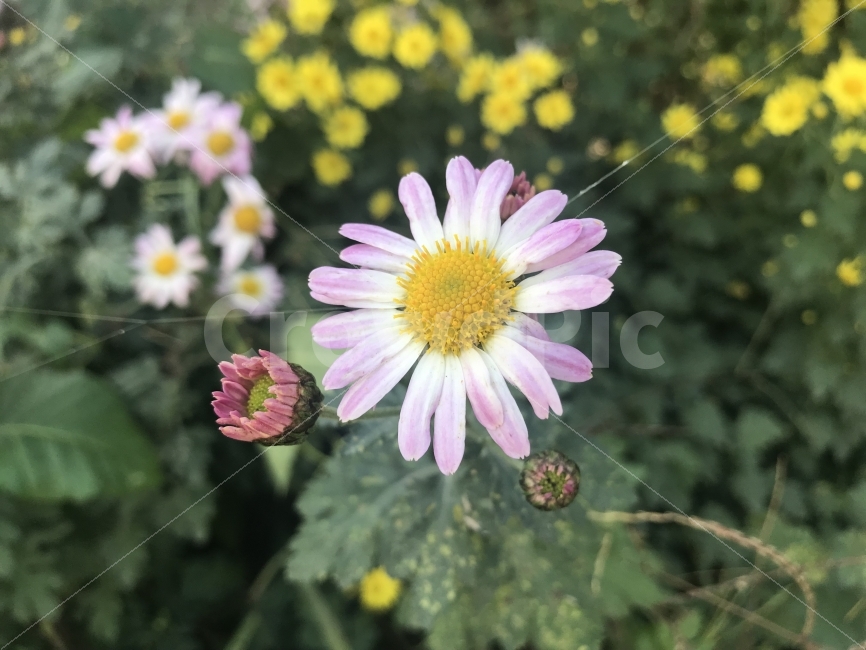 꽃,들꽃,가을꽃,하얀꽃,시골꽃,시골,가을,길가에핀꽃,식물,자연,plants,nature,꽃,flower