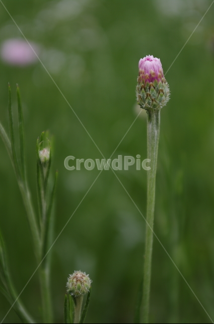 꽃,flower,식물,plant,자연,nature