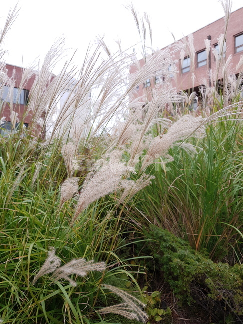 grass,plant,식물,lawn,잔디,갈대,옥외,outdoor,tree