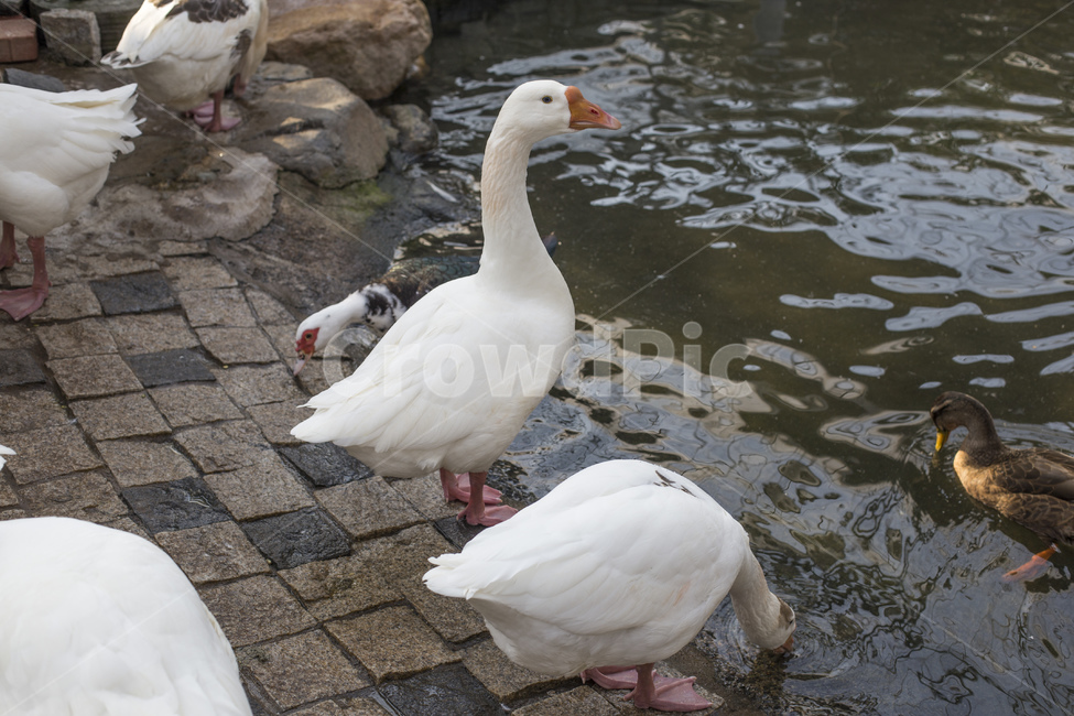 거위,오리,조류,동물,새,호수,동물,animal,조류,새,birds