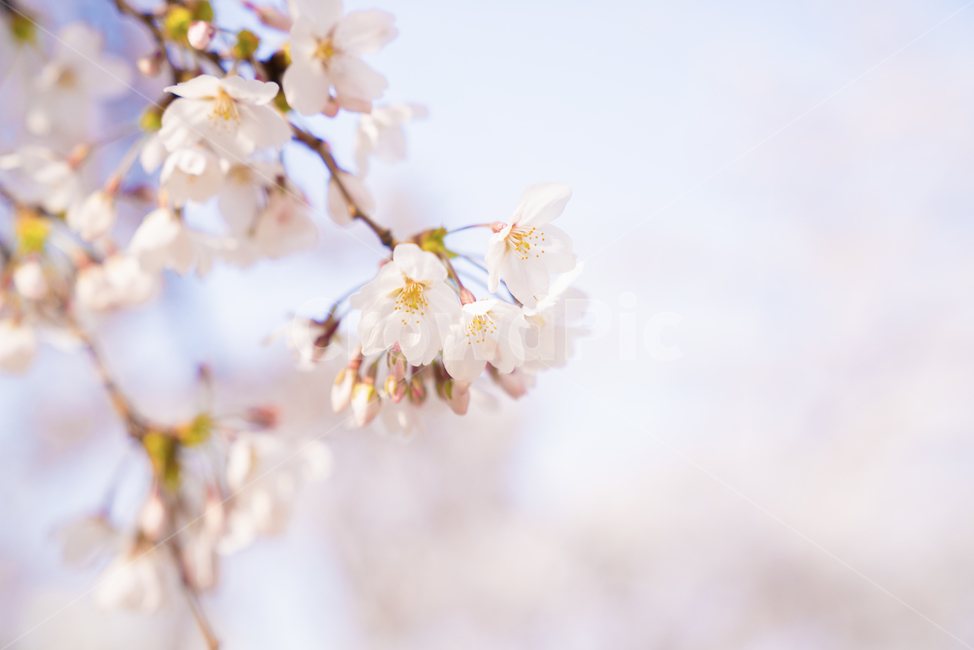 plant,식물,벚꽃,꽃,봄꽃,blossom,flower