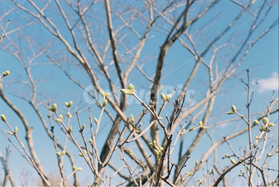 나무,하늘,봄,새싹,구름,풍경,맑음,필름,필름카메라,film,filmphotography,자연,풍경,nature,landscape