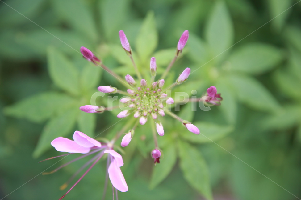 plant,식물,blossom,flower,꽃,농원,용인농촌테마파크,테마,식물,자연,plants,nature,꽃,flower
