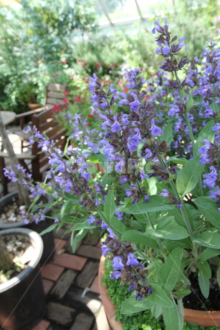 꽃,식물,풀,잎,자연,숲,봄,식물,자연,plants,nature,꽃,flower