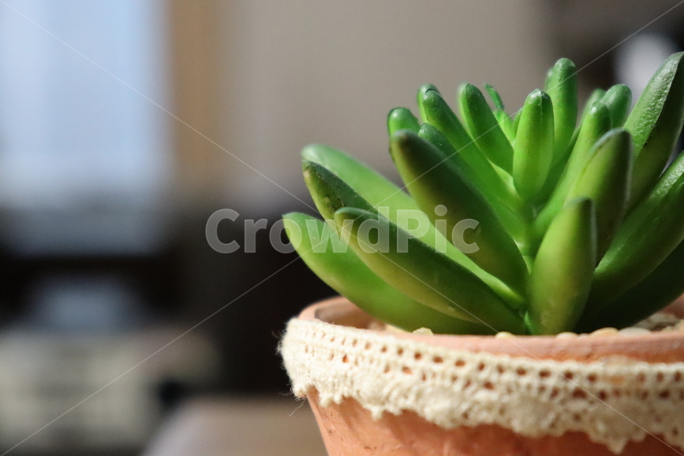 다육이,화분,다육식물,풀,plant,식물,실내용화초,화분,화초,house plant