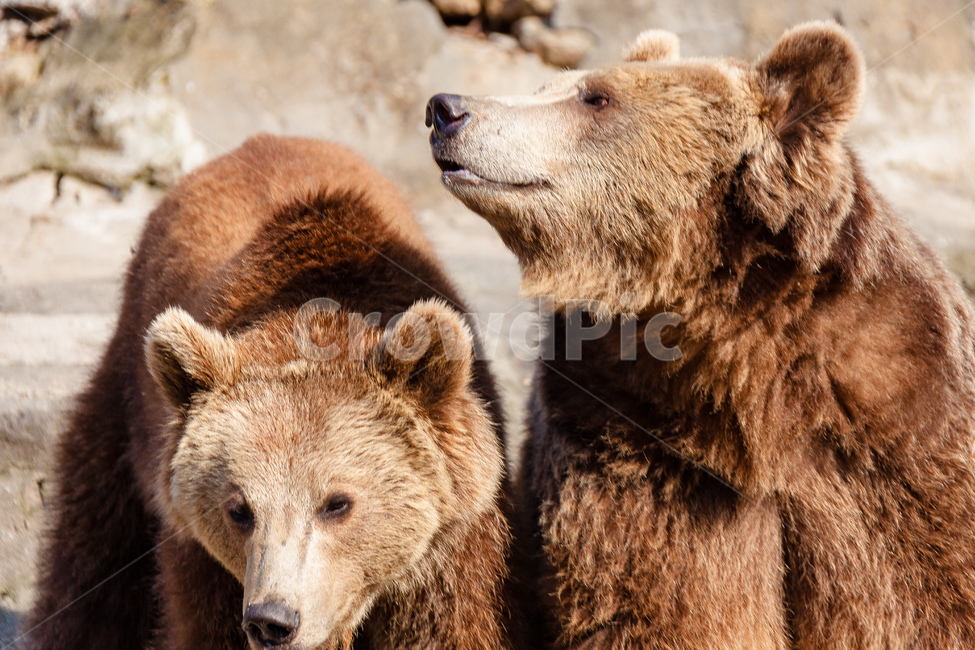 곰,동물,육식동물,포식자,동물원,동물,animal,포유류,mammal