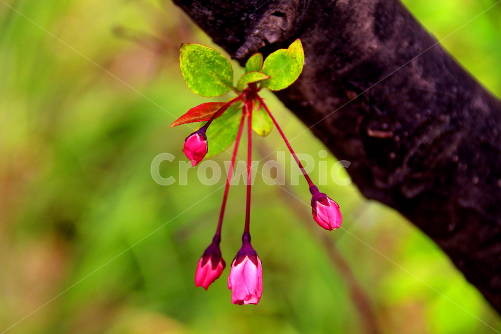 꽃,풍경,식물,봄계절,자연,봄,계절,spring,season,식물,자연,plants,nature,꽃,flower,plant,geranium,제라늄,blossom,petal,꽃잎