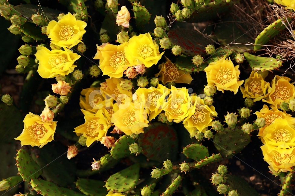백련초꽃,선인장,백련초,꽃,야생화,식물,자연,plants,nature,꽃,flower