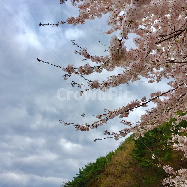 벚꽃,벚꽃나무,벚나무,봄하늘,꽃가지,꽃나무,하늘,벚꽃하늘,구름,산꽃,산벚나무,벚가지,벚꽃가지