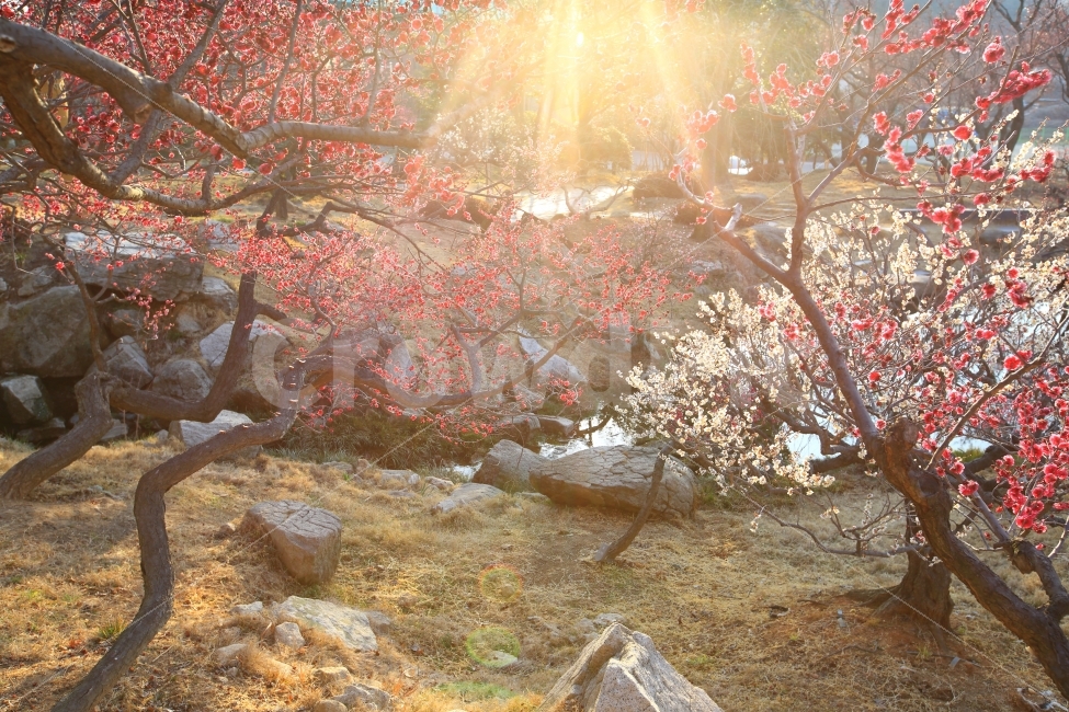 봄,꽃,홍매화,매화,자연,봄,계절,spring,season,식물,자연,plants,nature,나무,trees,wood,plant,tree