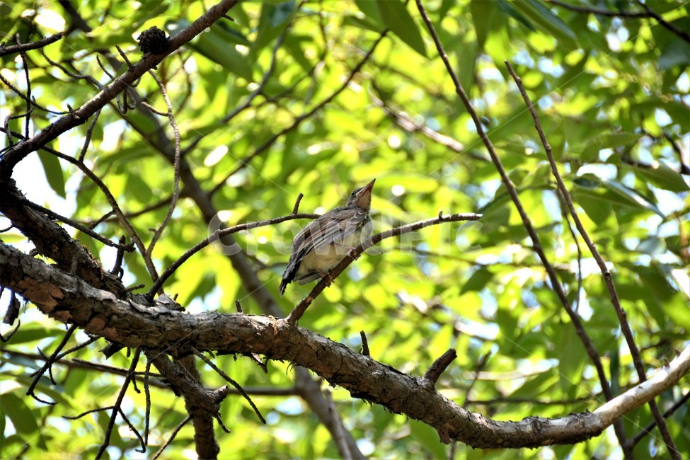 새,동물,나무,숲,직박구리,동물,animal,조류,새,birds,휴식,힐링,rest,relaxation,healing